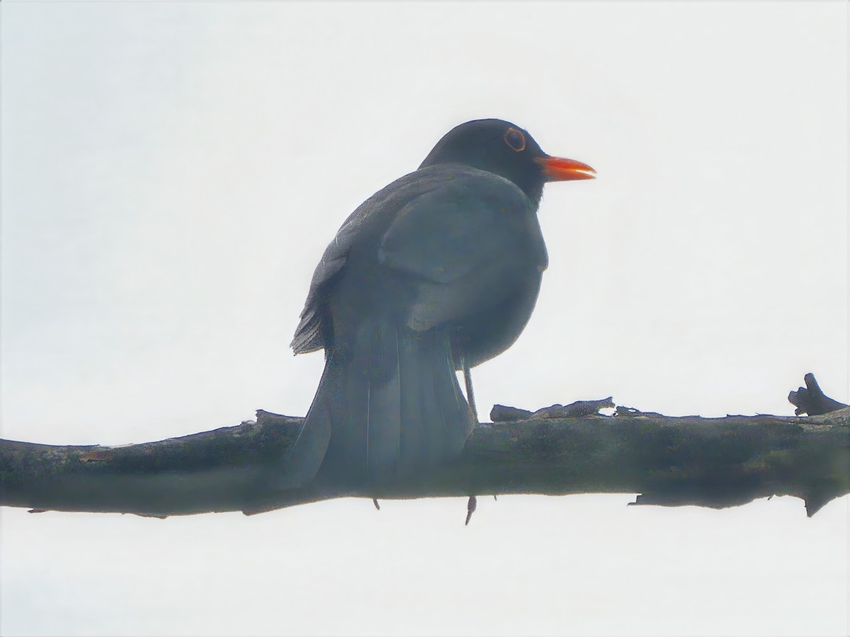 Дрізд чорний - ML647217599