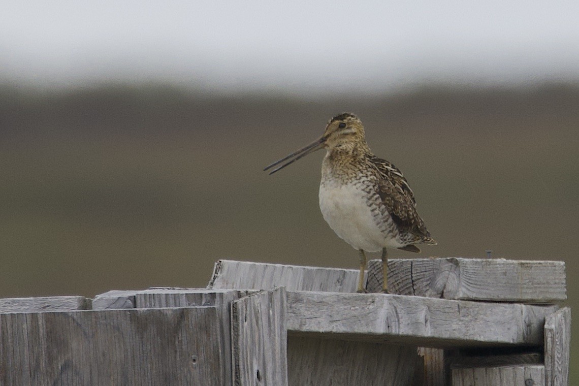 Баранець американський - ML647217600