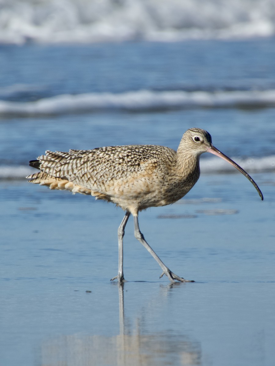 Hudsonian Whimbrel - ML647217609