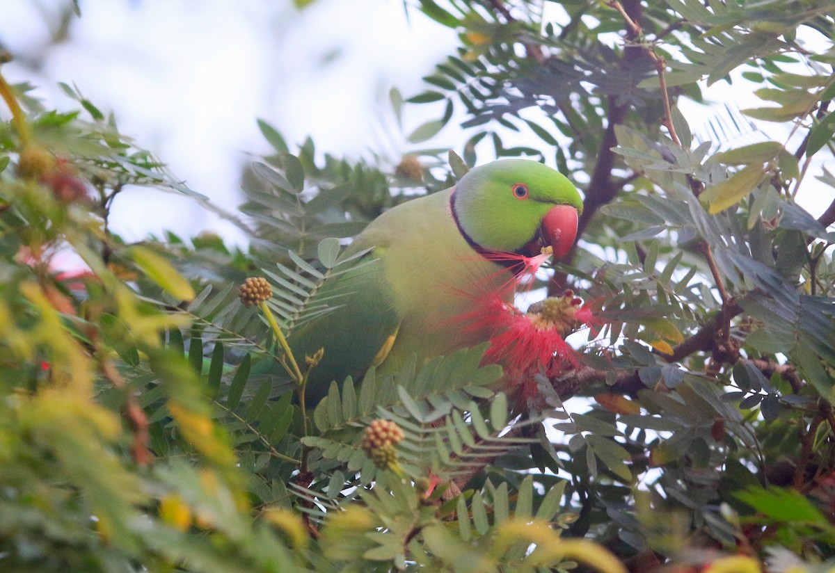 Rose-ringed Parakeet - ML647217614