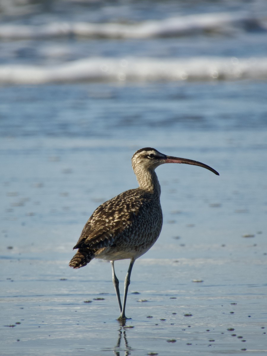 Hudsonian Whimbrel - ML647217615