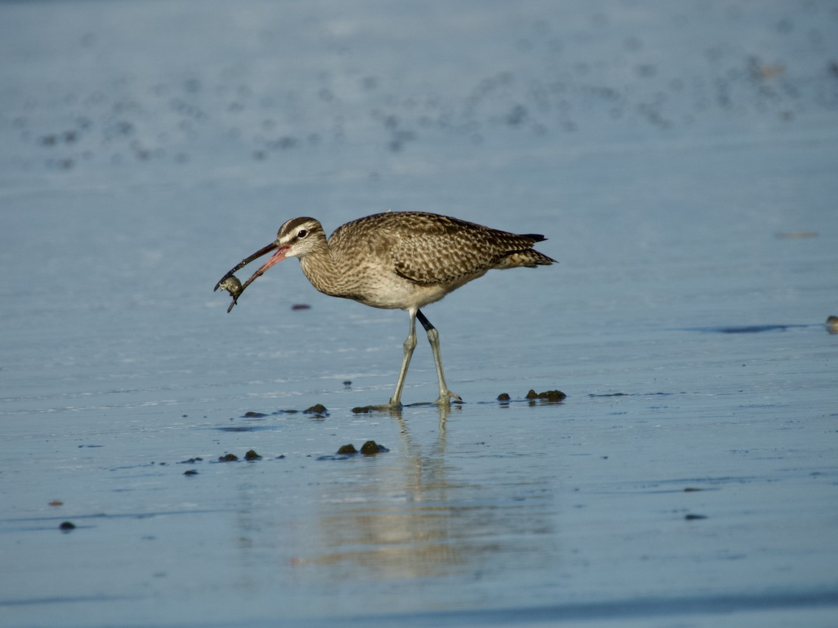 Hudsonian Whimbrel - ML647217616