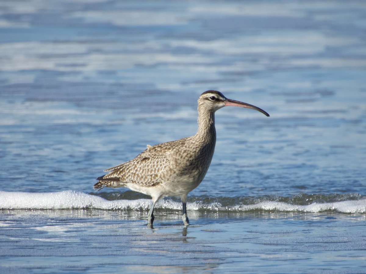 Hudsonian Whimbrel - ML647217617