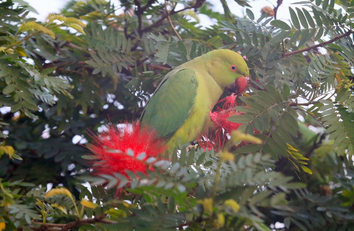 Rose-ringed Parakeet - ML647217620