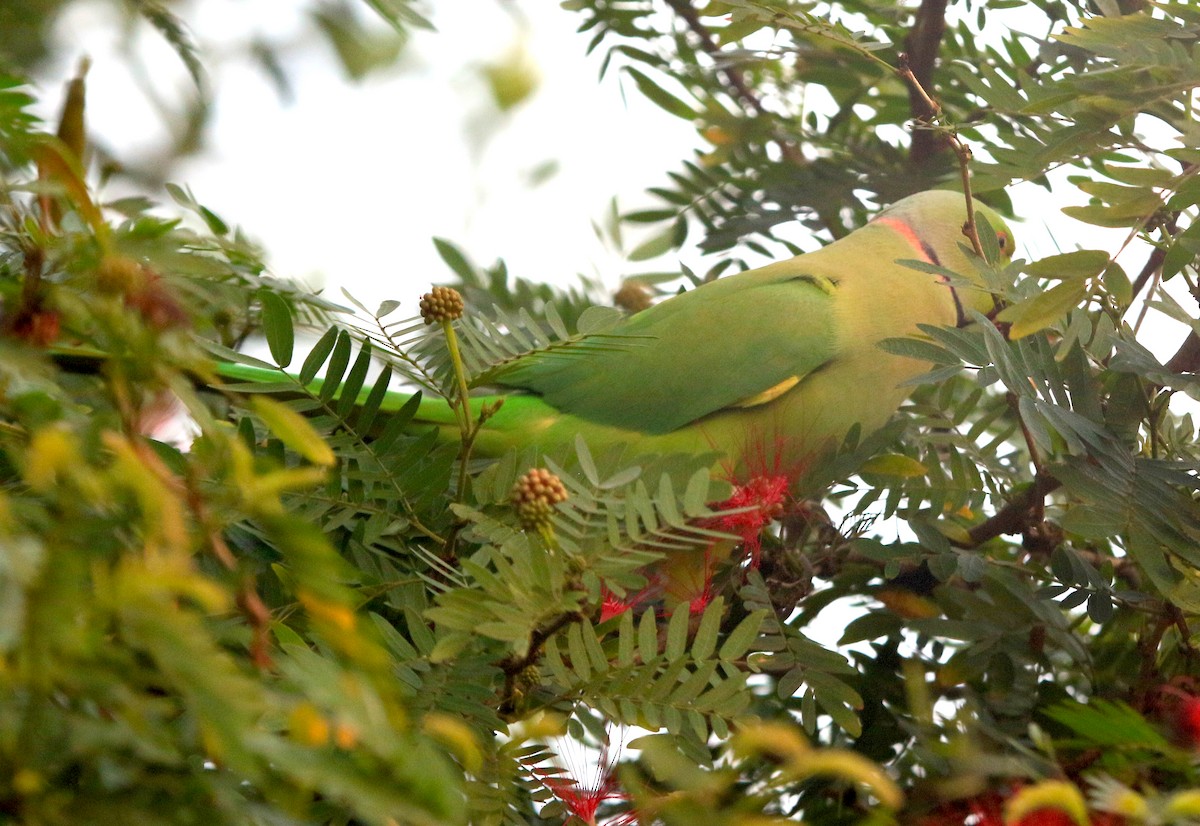 Rose-ringed Parakeet - ML647217621