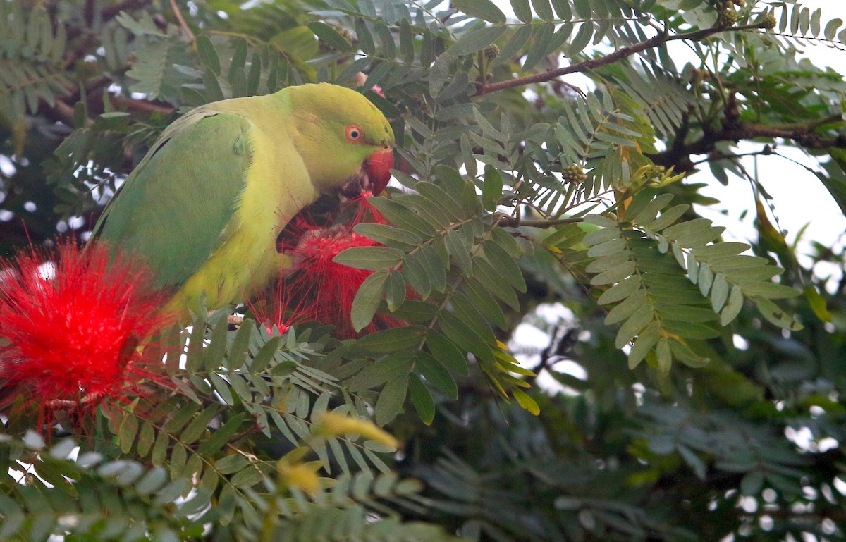 Rose-ringed Parakeet - ML647217622