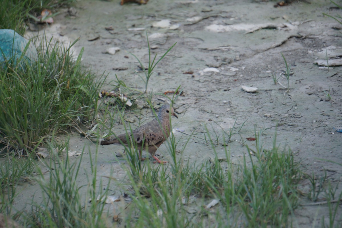 Талпакоті строкатоголовий - ML647217635