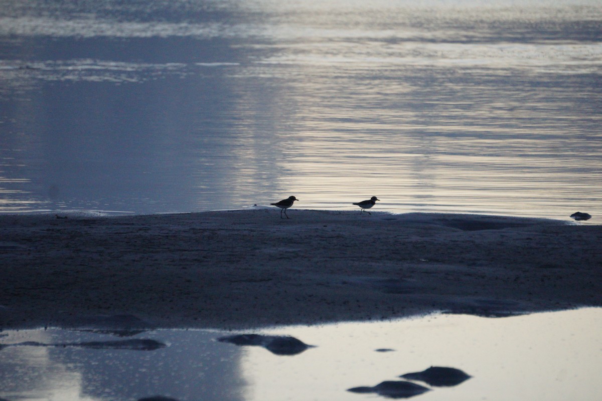 Пісочник жовтоногий - ML647217637