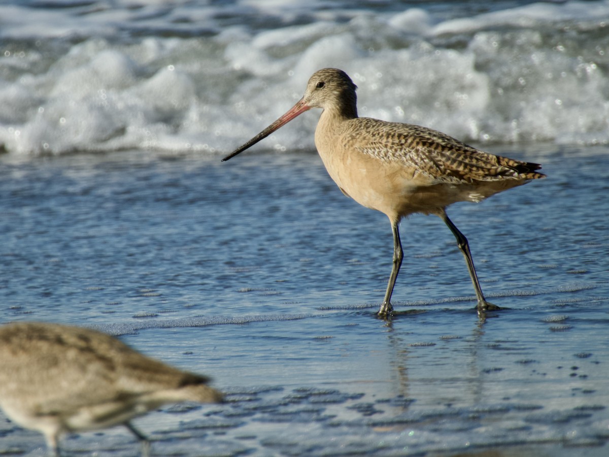 Marbled Godwit - ML647217640