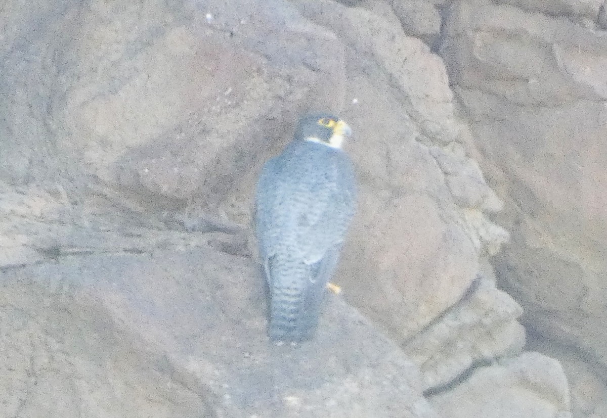 Peregrine Falcon (Australian) - ML647217642