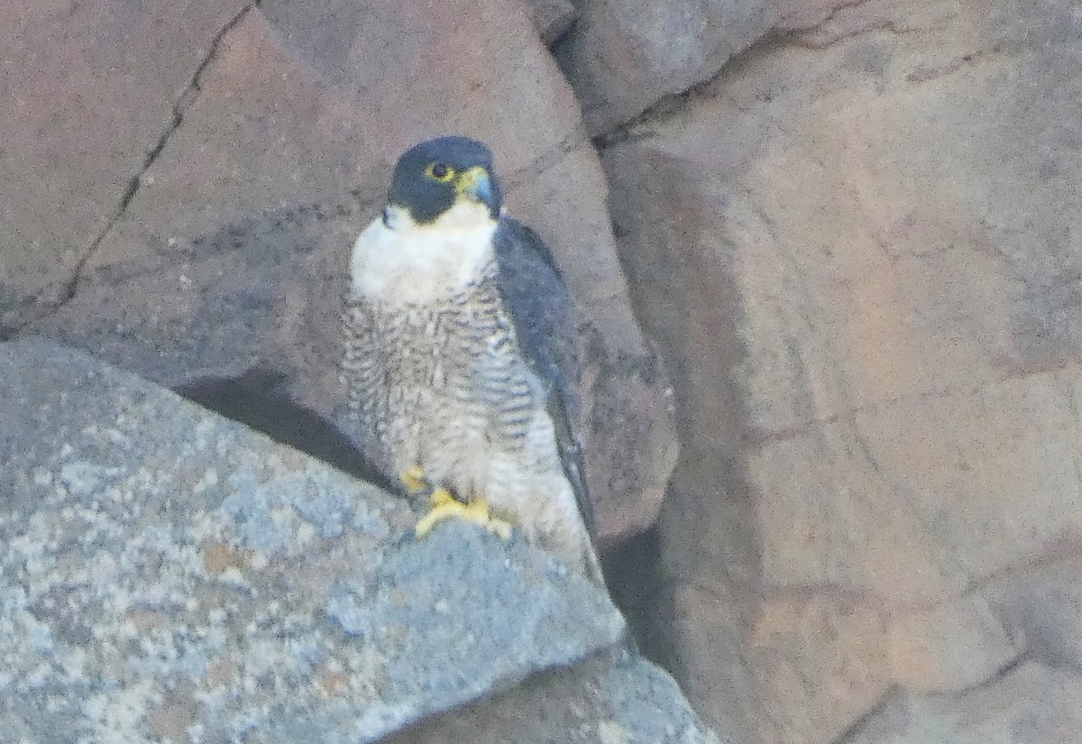 Peregrine Falcon (Australian) - ML647217643