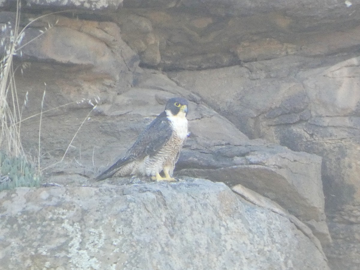 Peregrine Falcon (Australian) - ML647217644