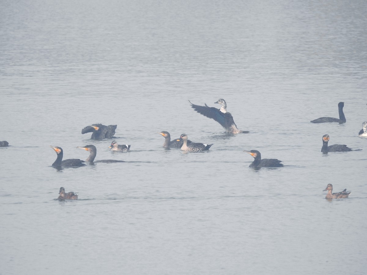 Knob-billed Duck - ML647217649