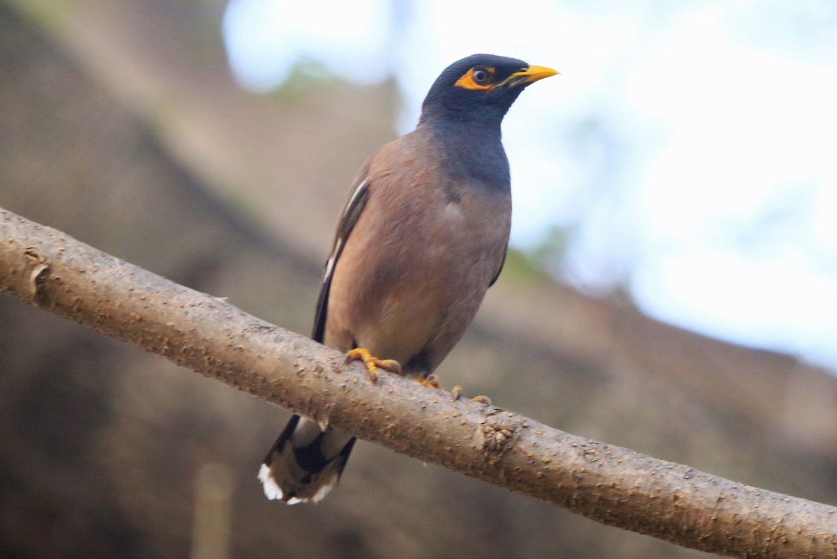Common Myna - ML647217650