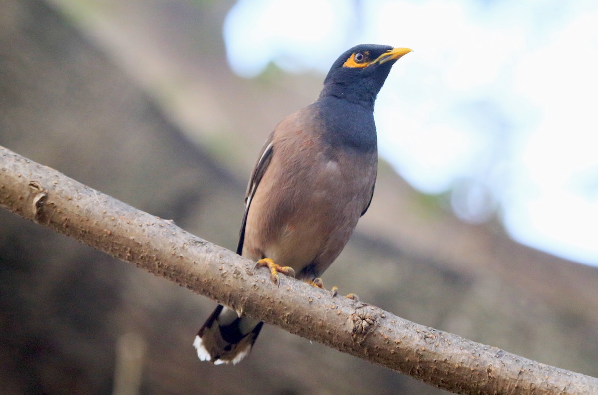 Common Myna - ML647217651