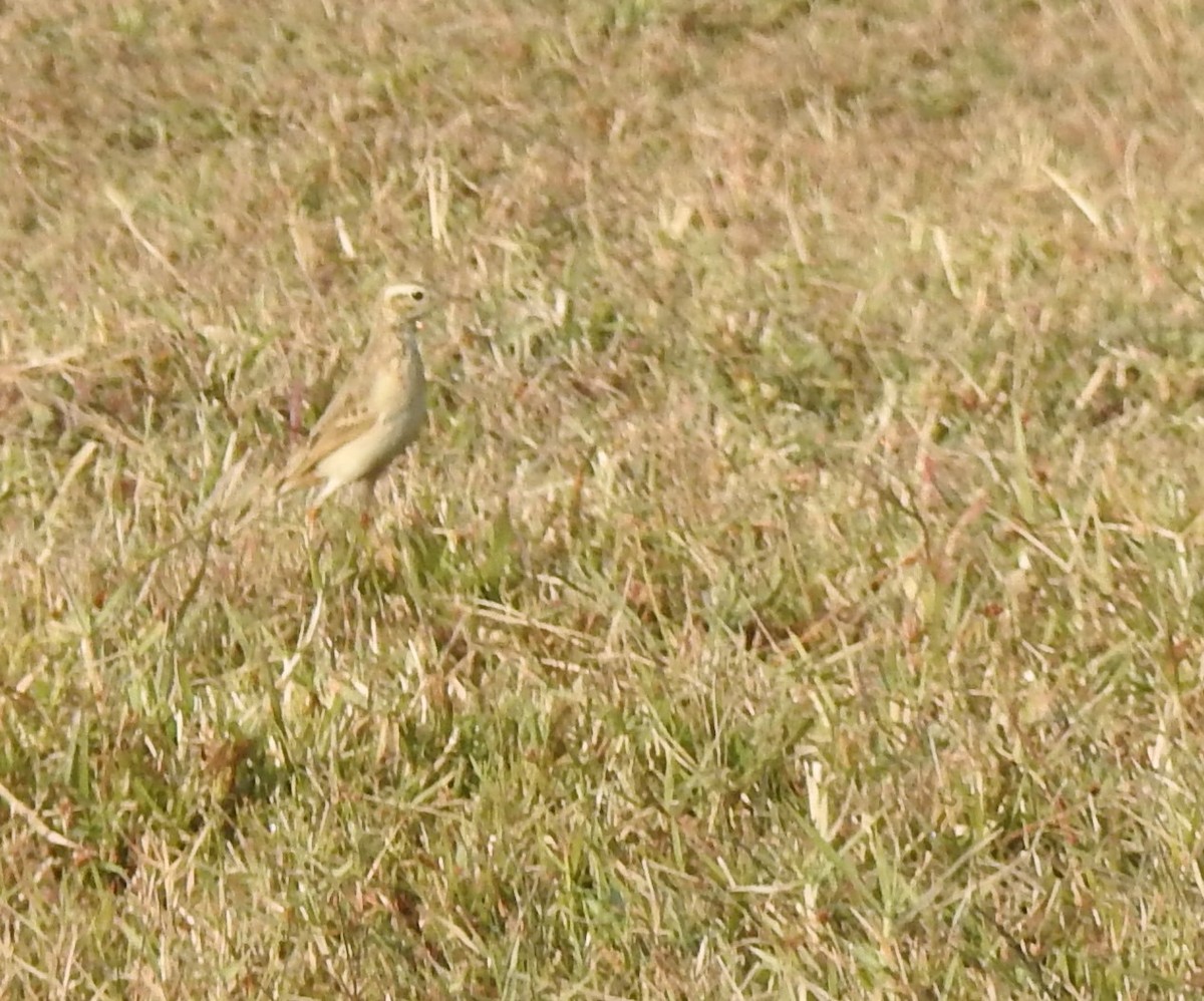 linduška rýžová - ML647217653