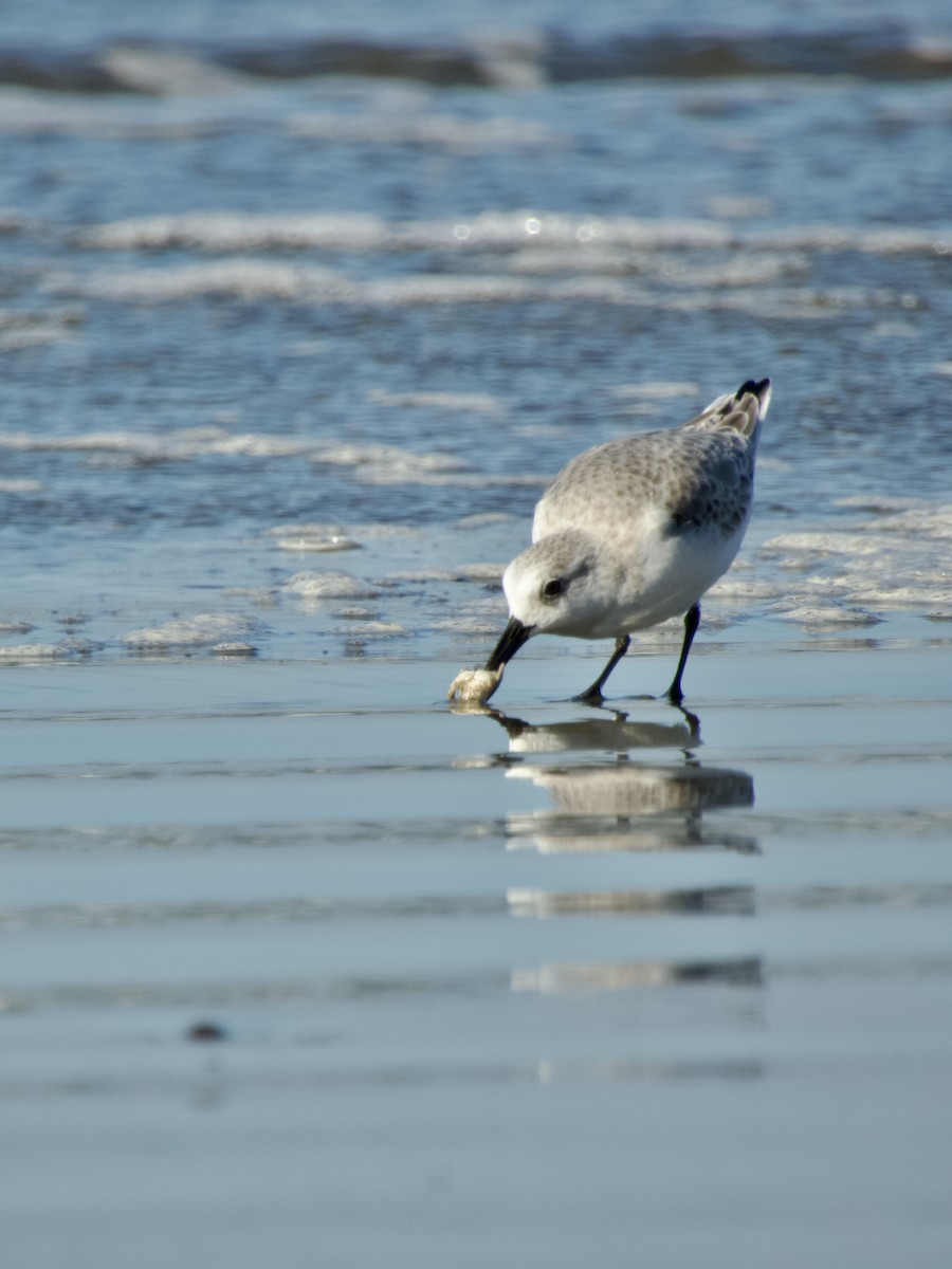 Sanderling - ML647217664