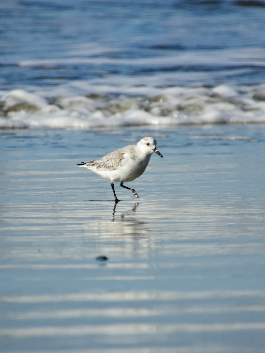 Sanderling - ML647217665