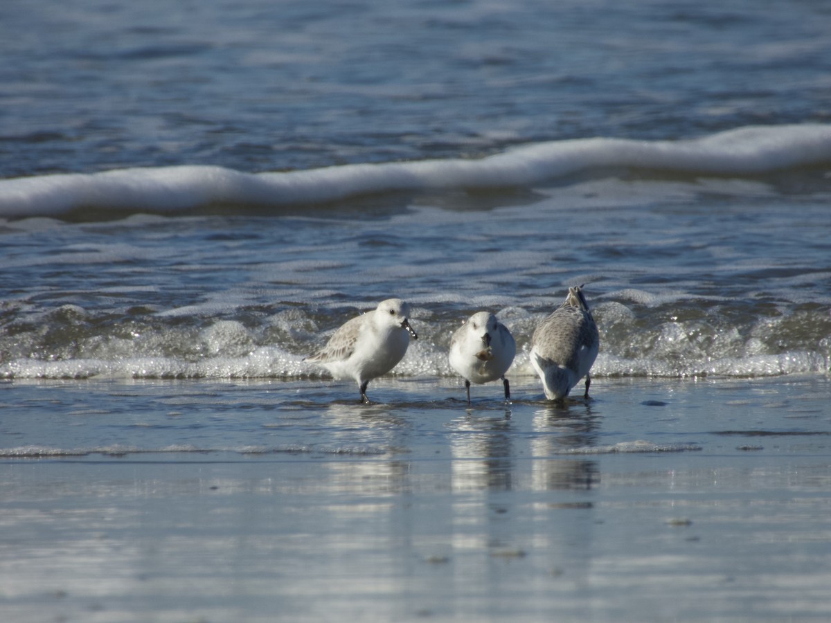 Sanderling - ML647217666