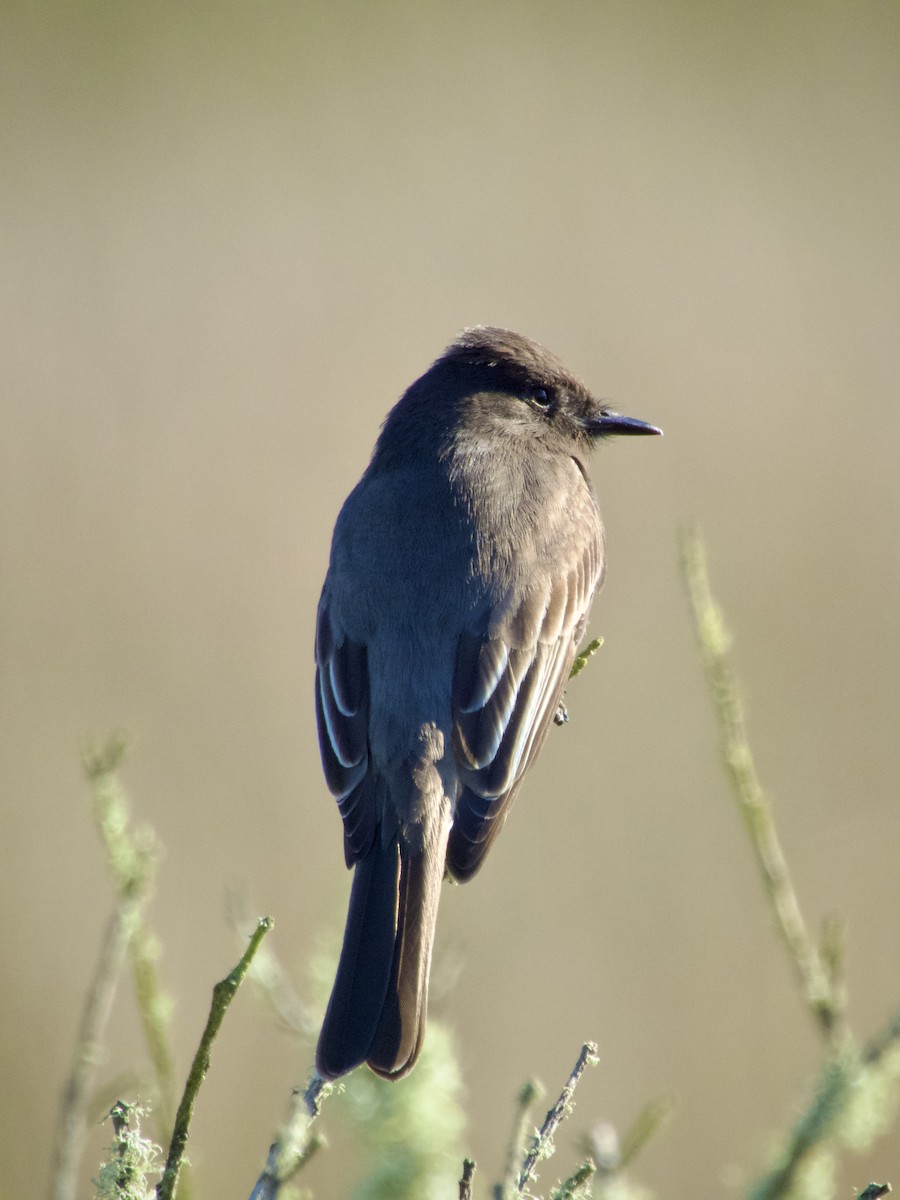 Black Phoebe - ML647217693