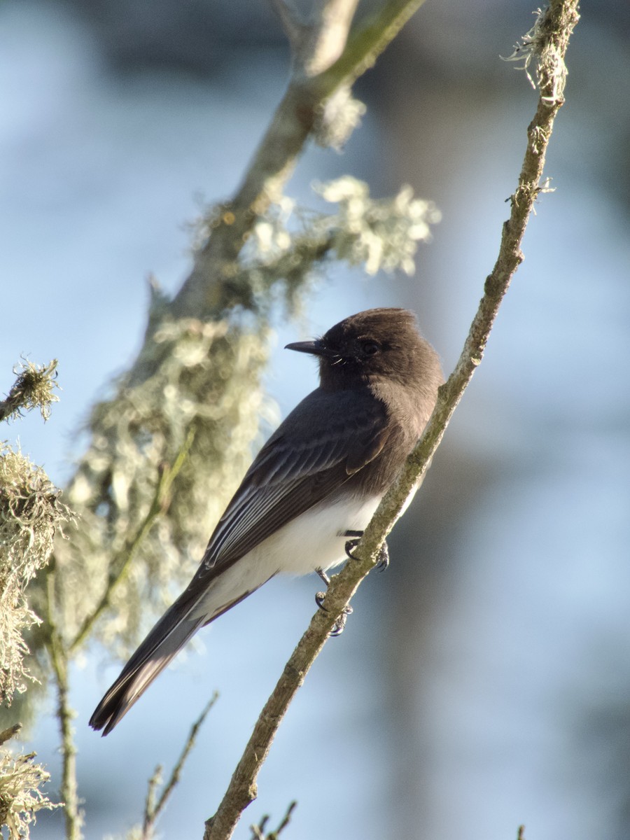 Black Phoebe - ML647217694