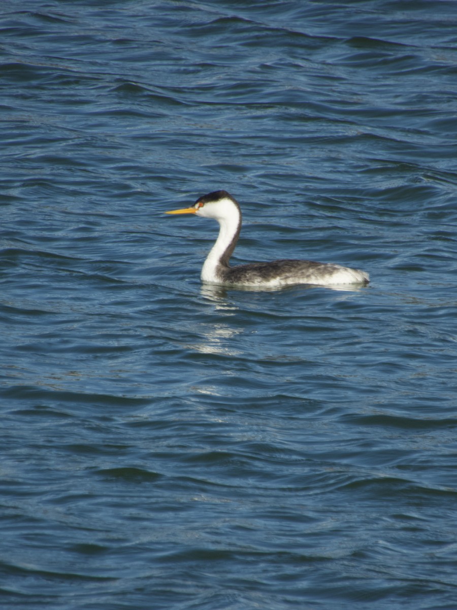 Western Grebe - ML647217695