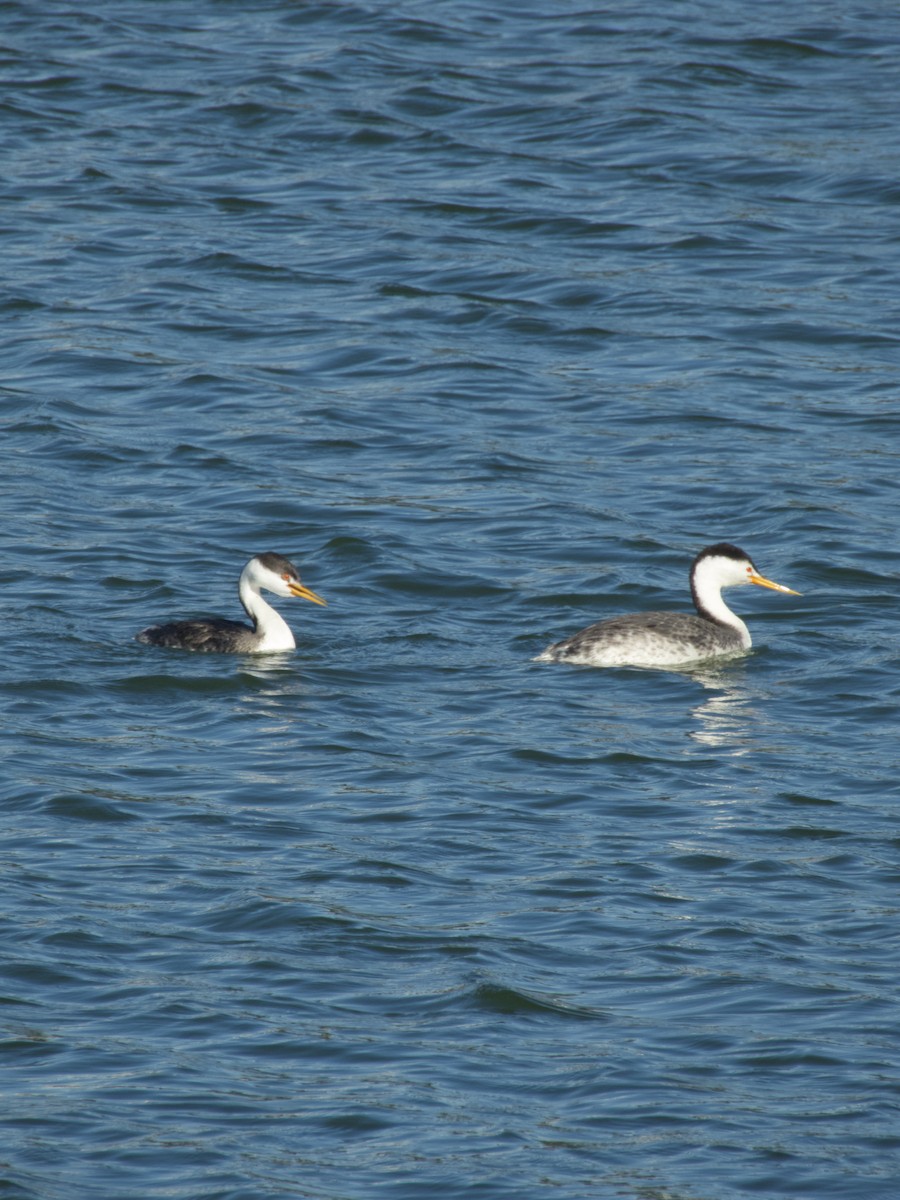 Western Grebe - ML647217696