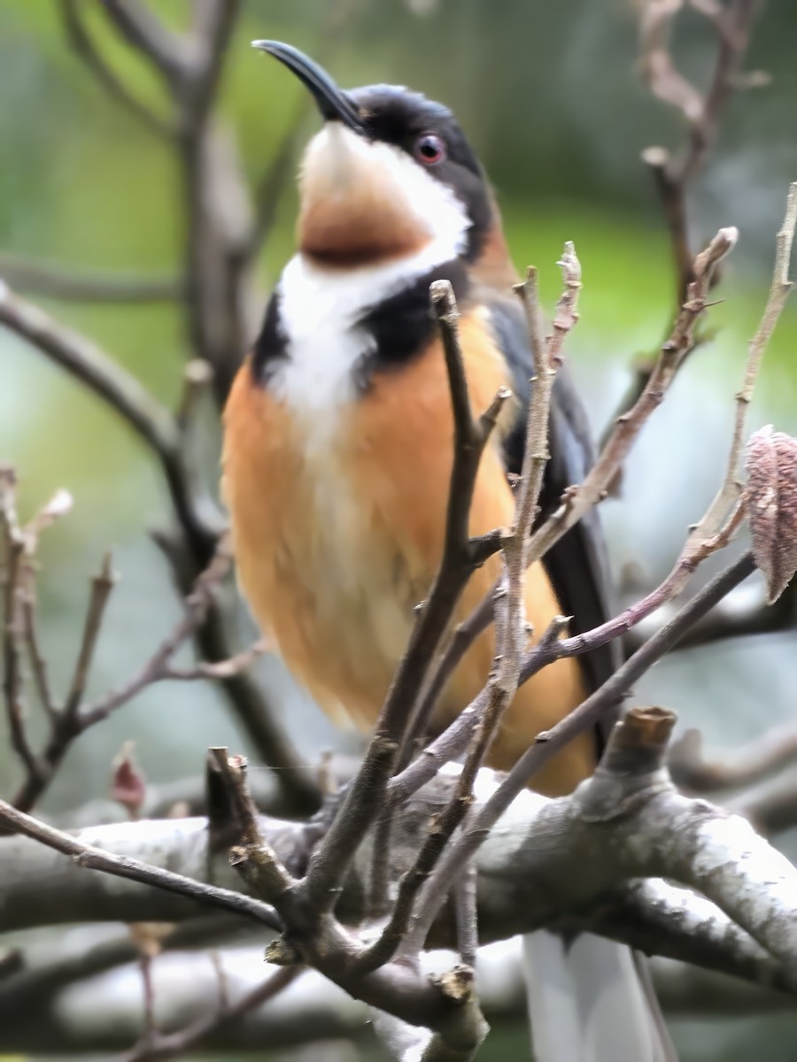 Eastern Spinebill - ML647217701