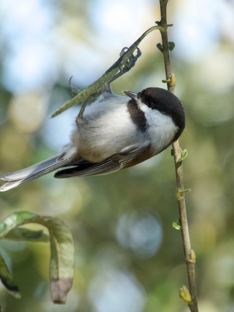 Chestnut-backed Chickadee - ML647217703