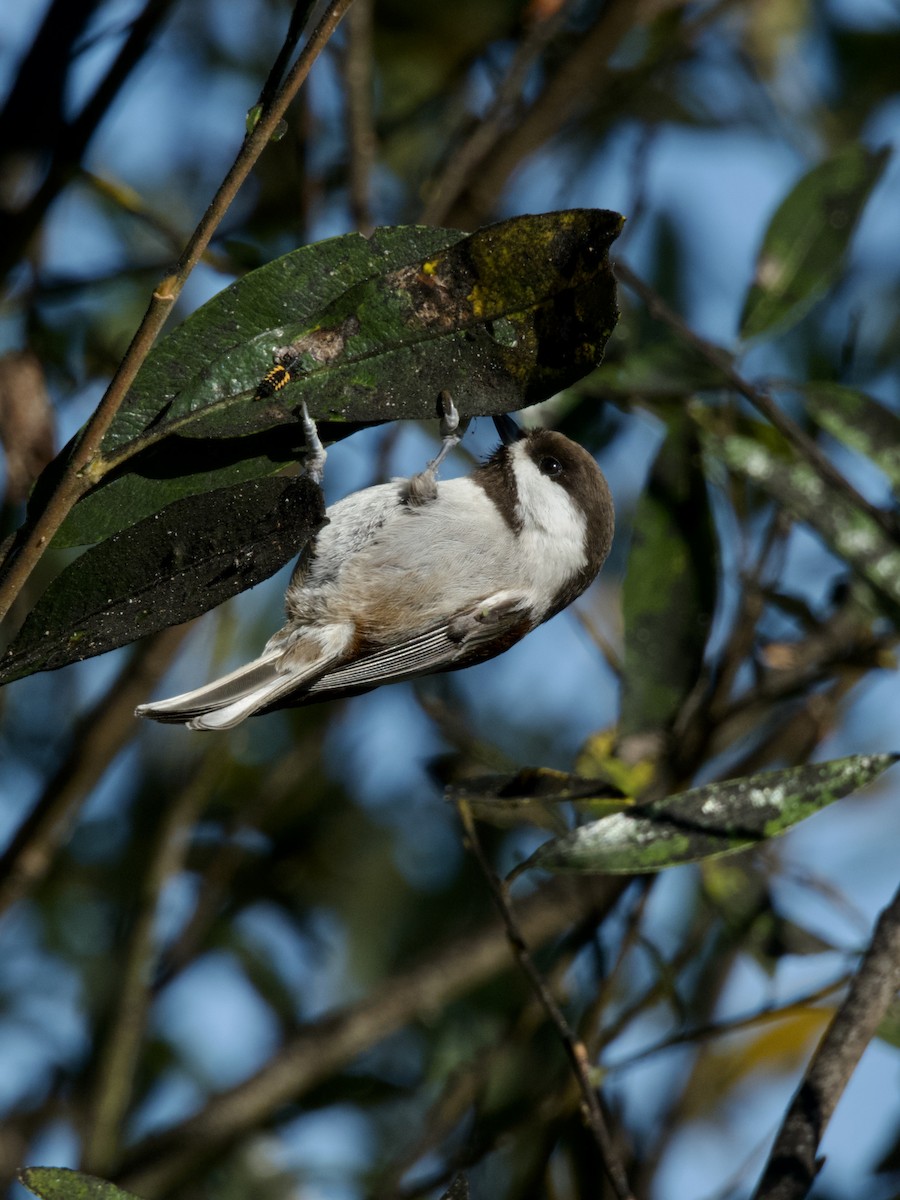 Chestnut-backed Chickadee - ML647217704
