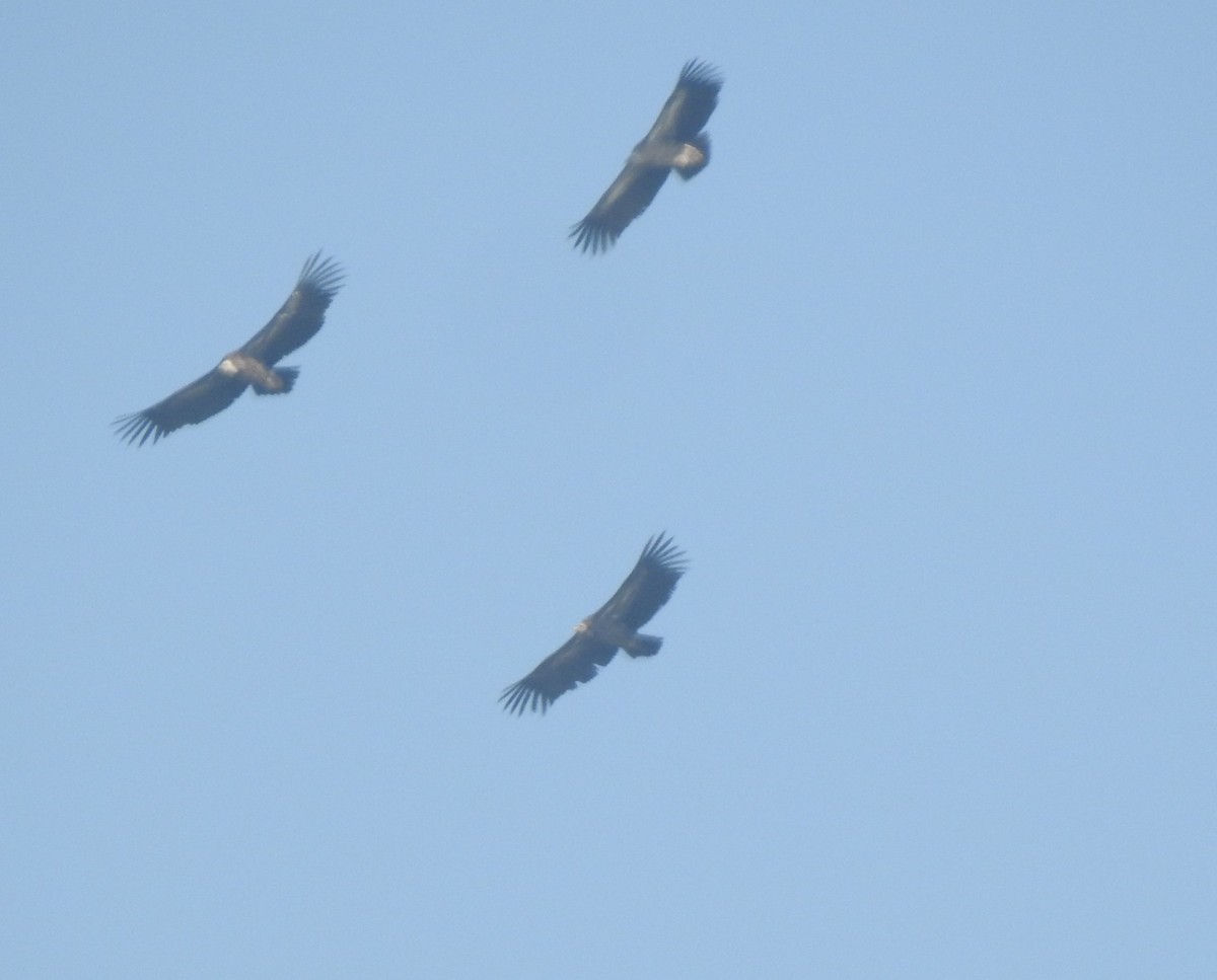 Schneegeier - ML647217711