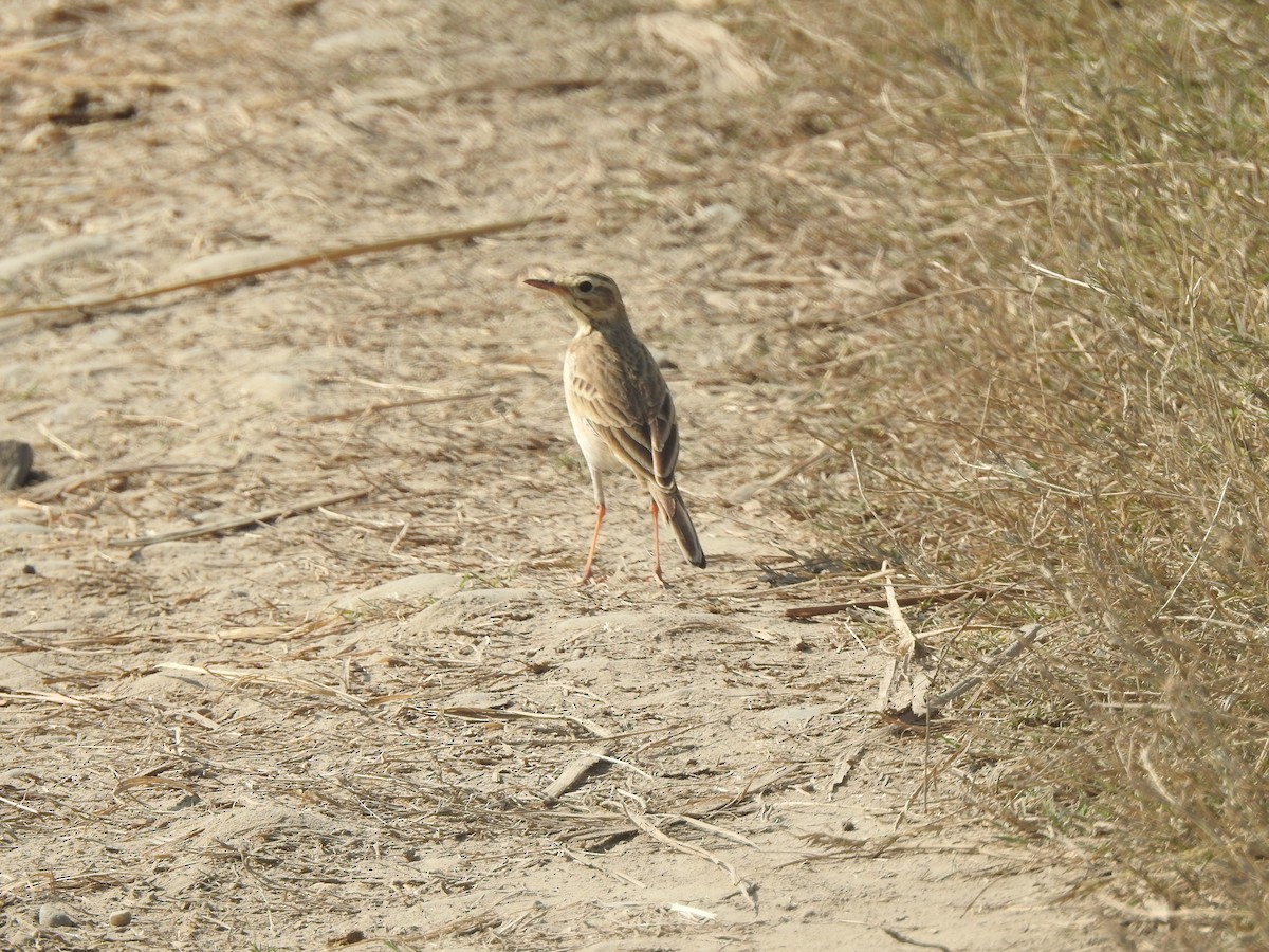 linduška rýžová - ML647217725