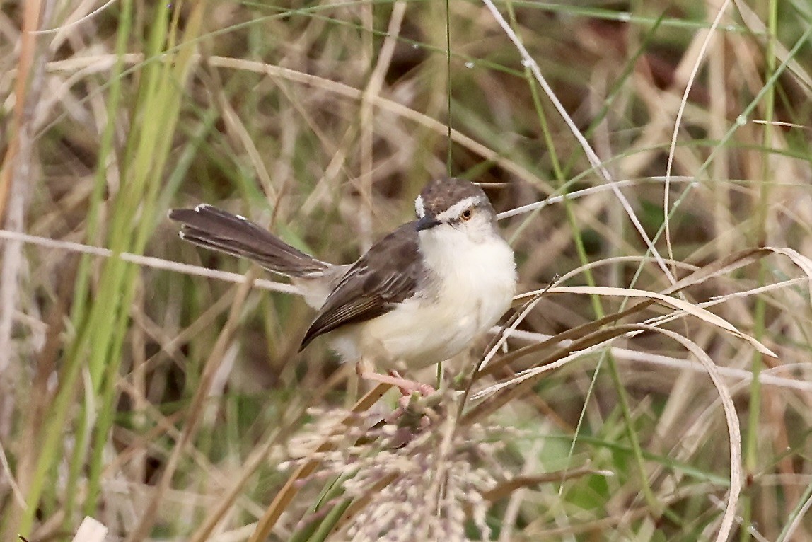 Prinia Sencilla - ML647217726