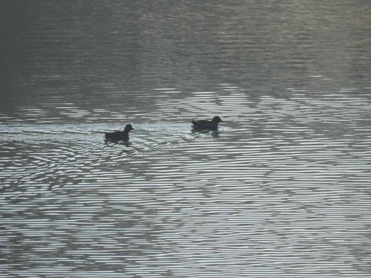 Eurasian Moorhen - ML647217738