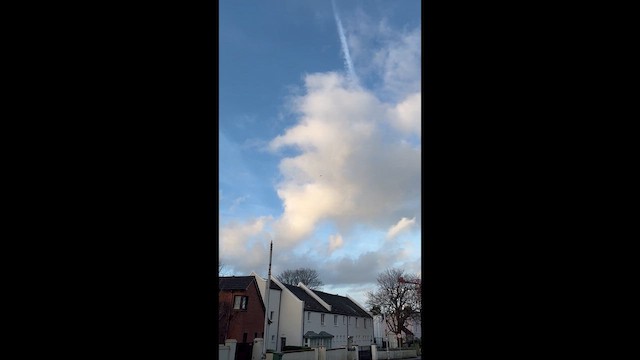 Halcón Peregrino - ML647217740