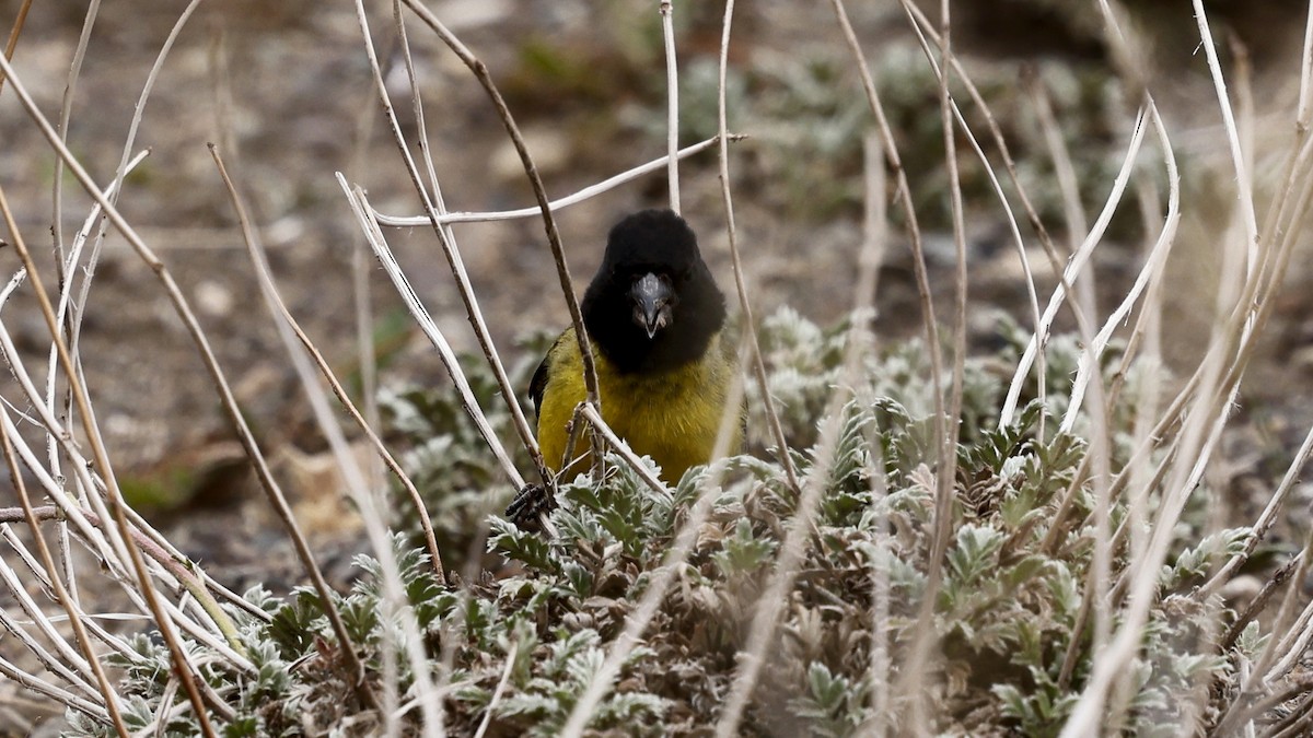 Jilguero Piquigrueso - ML647217741