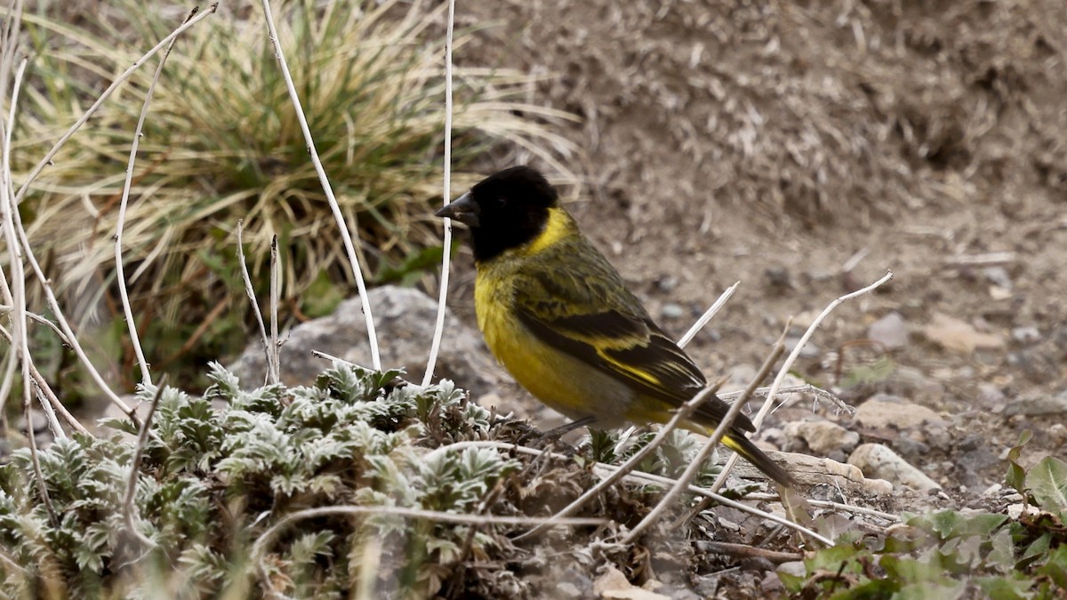 Jilguero Piquigrueso - ML647217742