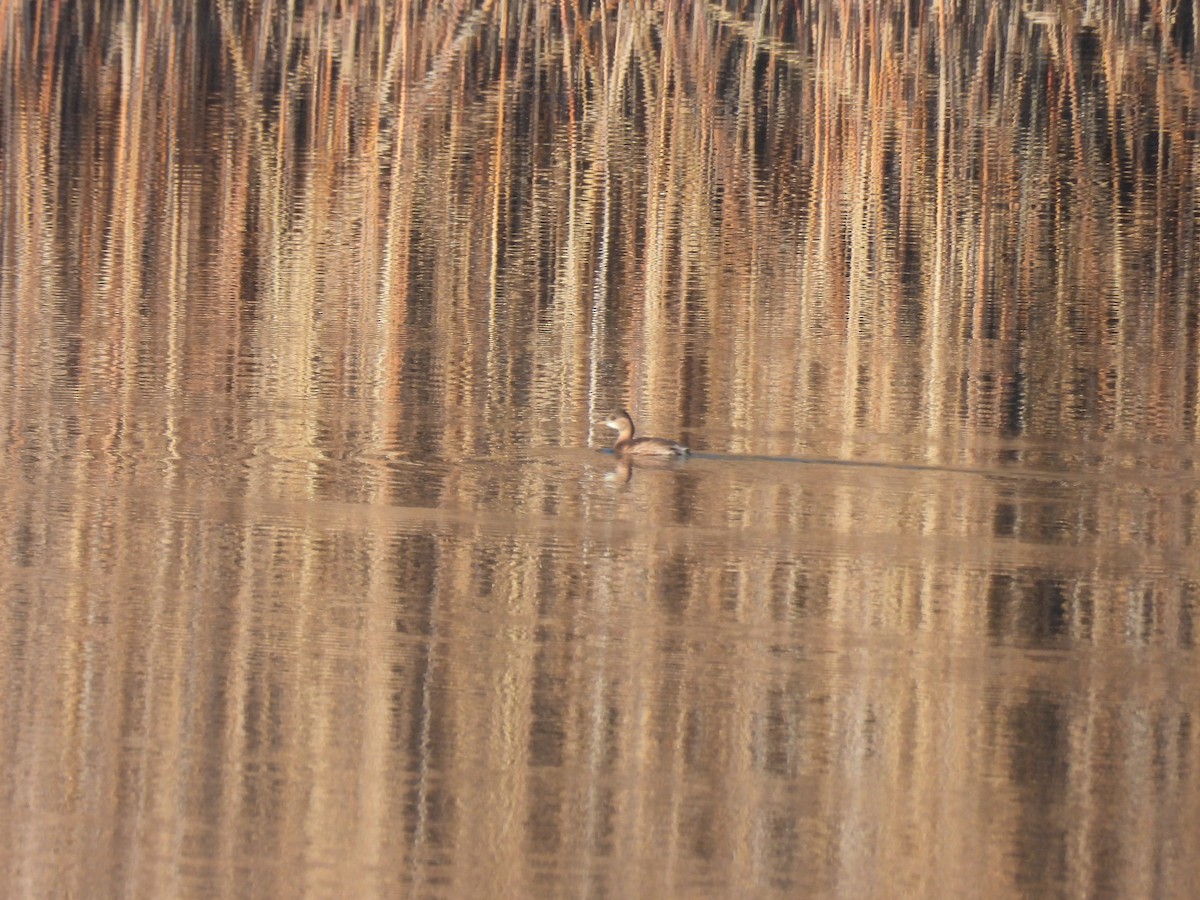 Little Grebe - ML647217743