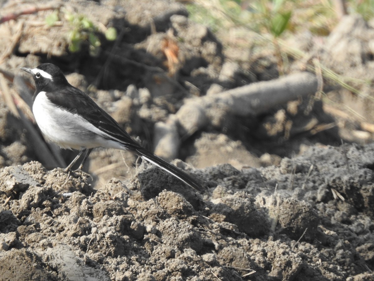 konipas indický - ML647217749