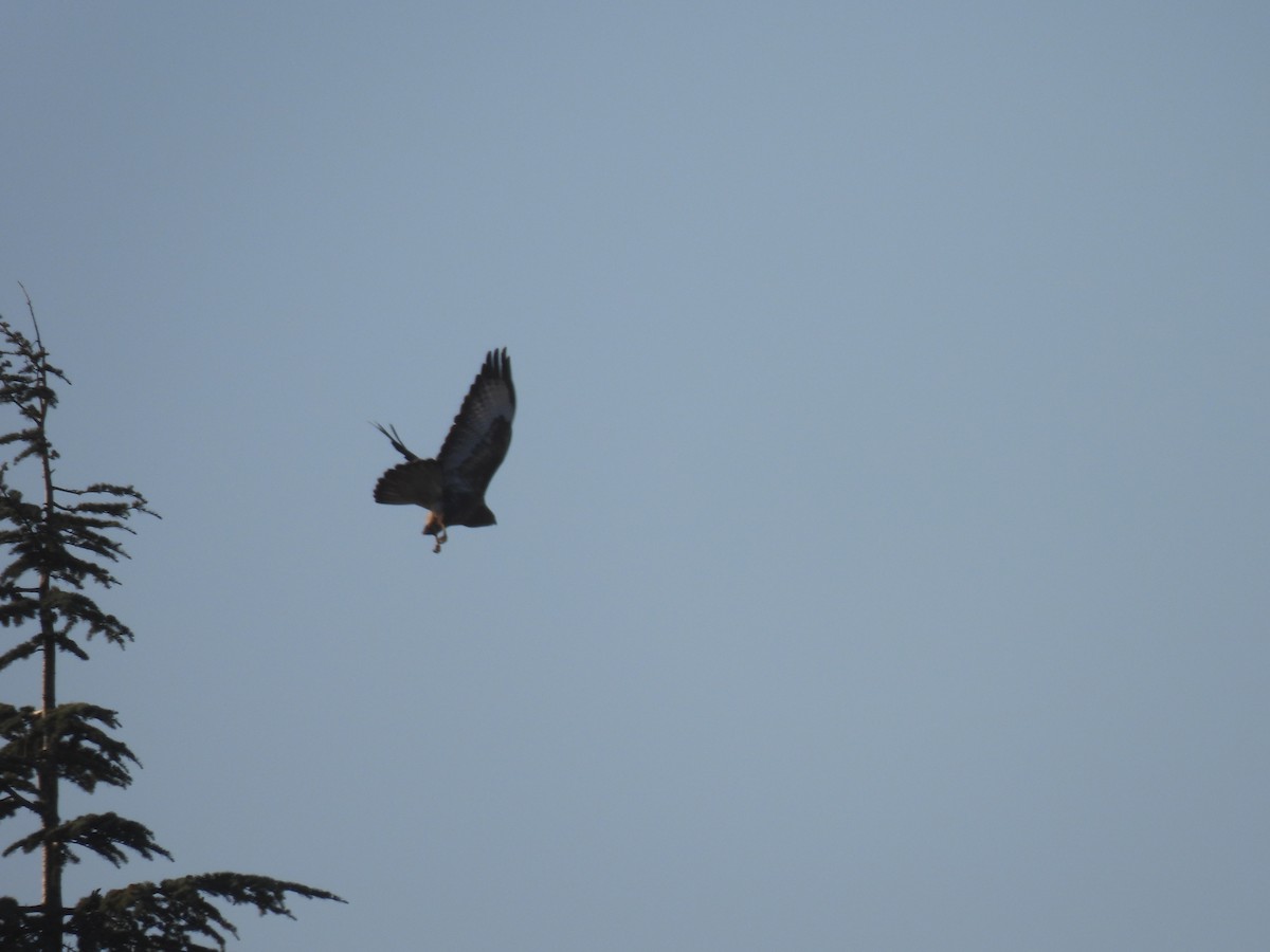 Common Buzzard - ML647217758