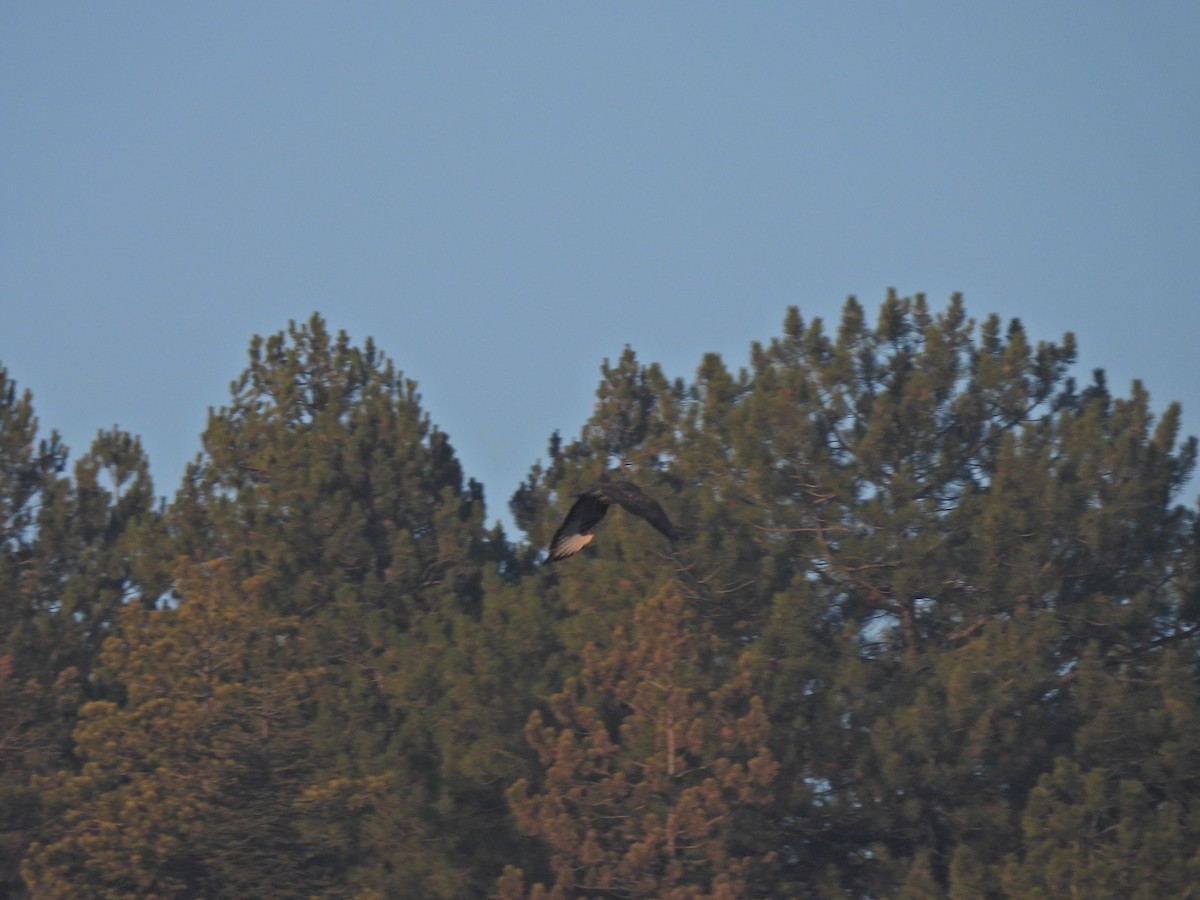 Common Buzzard - ML647217759