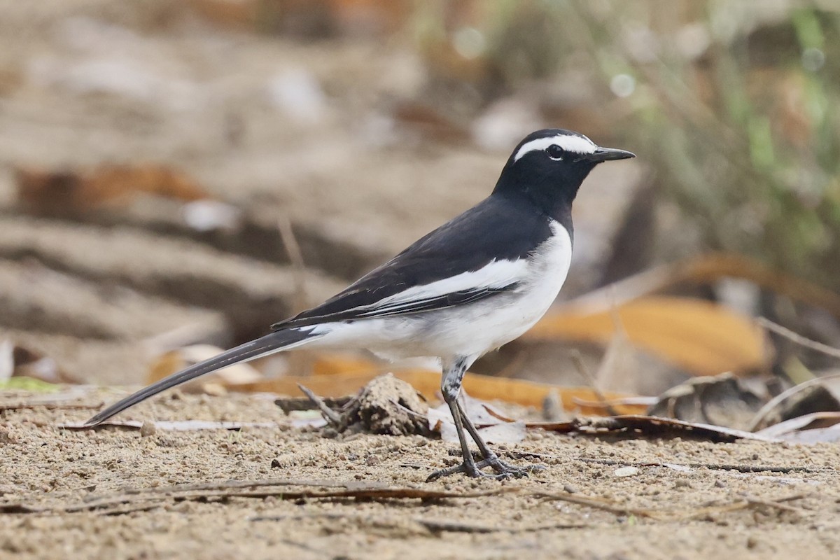 konipas indický - ML647217773