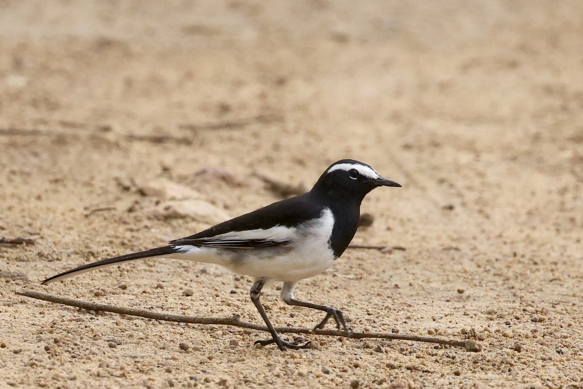 konipas indický - ML647217774