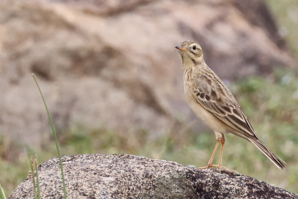 linduška rýžová - ML647217777