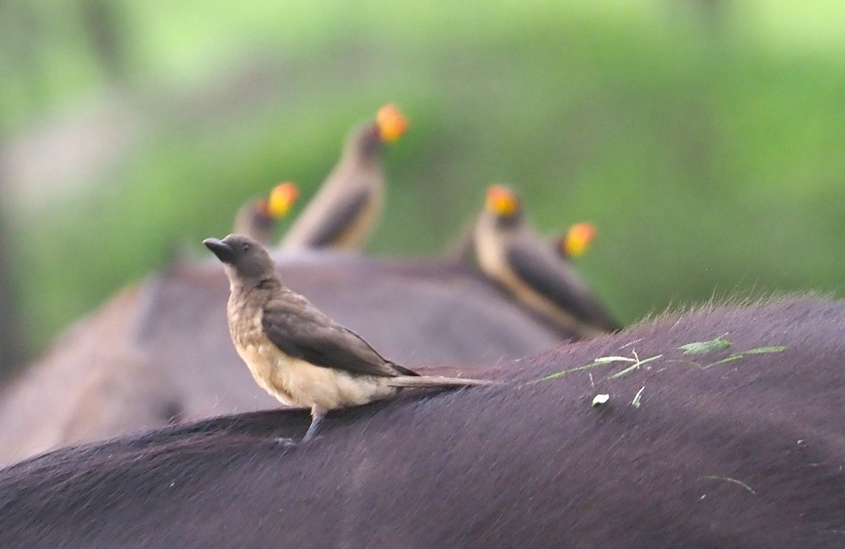 Sarı Gagalı Kenekuşu - ML647217780