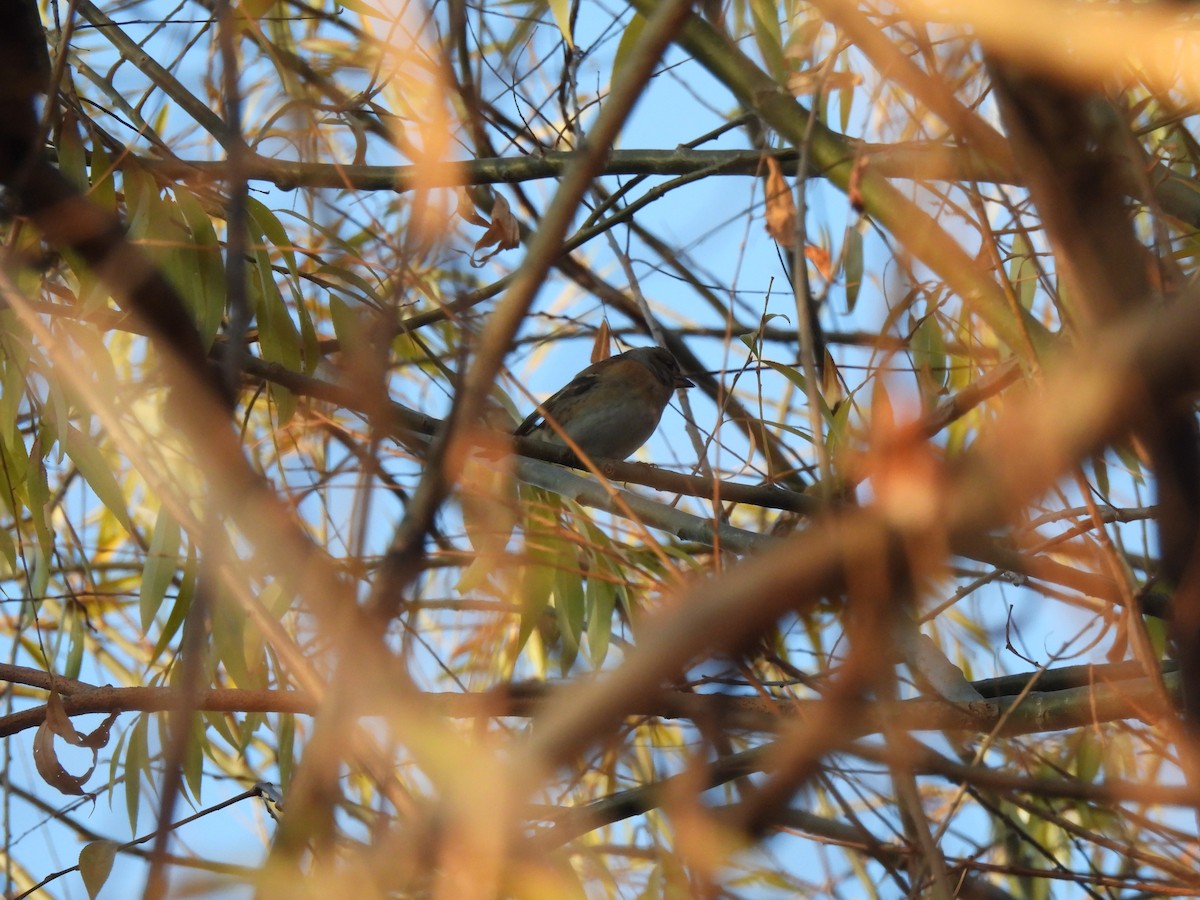 Brambling - ML647217783