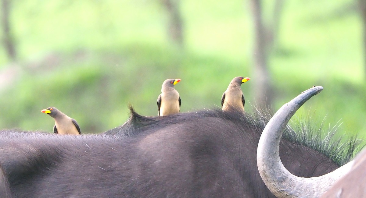 Sarı Gagalı Kenekuşu - ML647217790