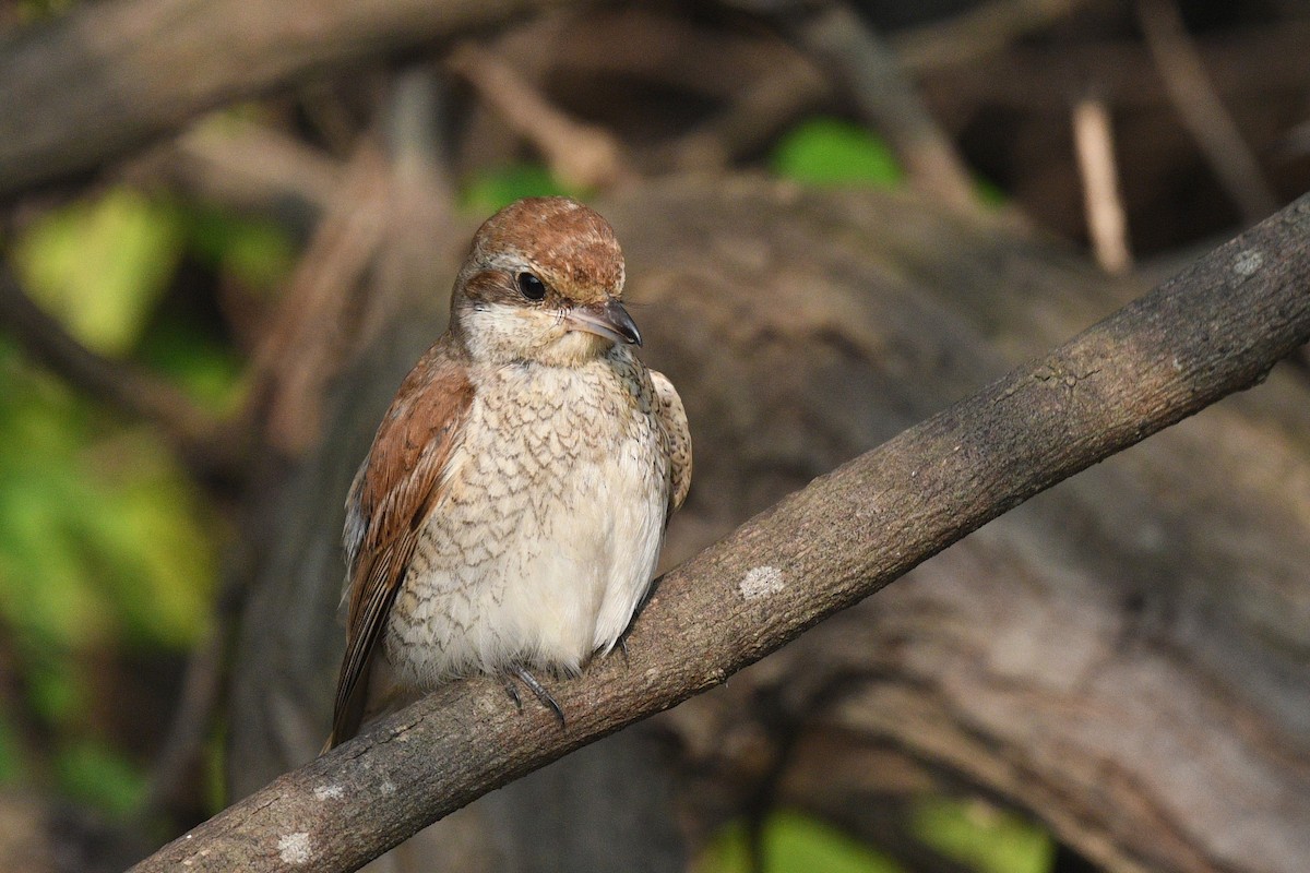 Red-backed Shrike - ML647217796