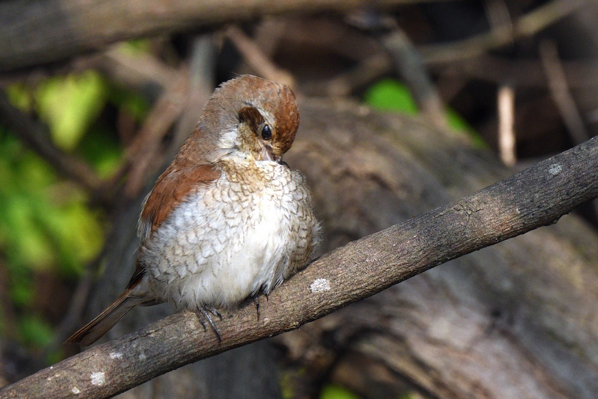 Red-backed Shrike - ML647217797