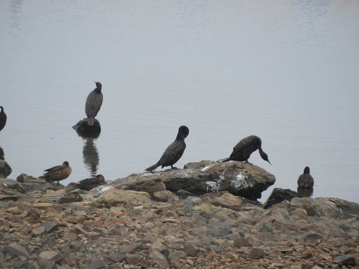 Little Black Cormorant - ML647217799